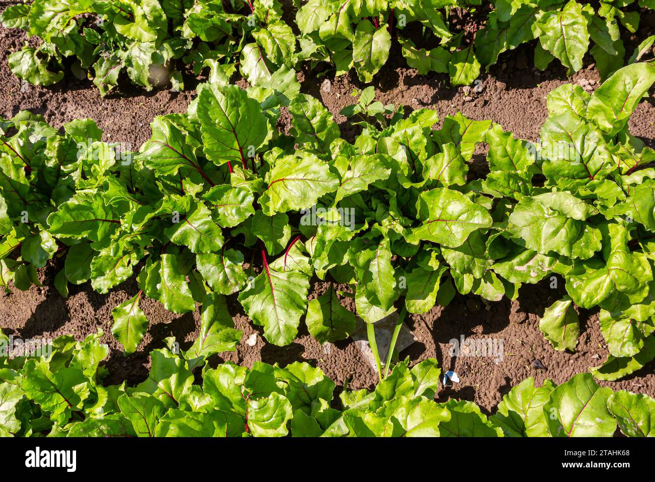 lush green sugar beets in the ground Stock Photo Alamy