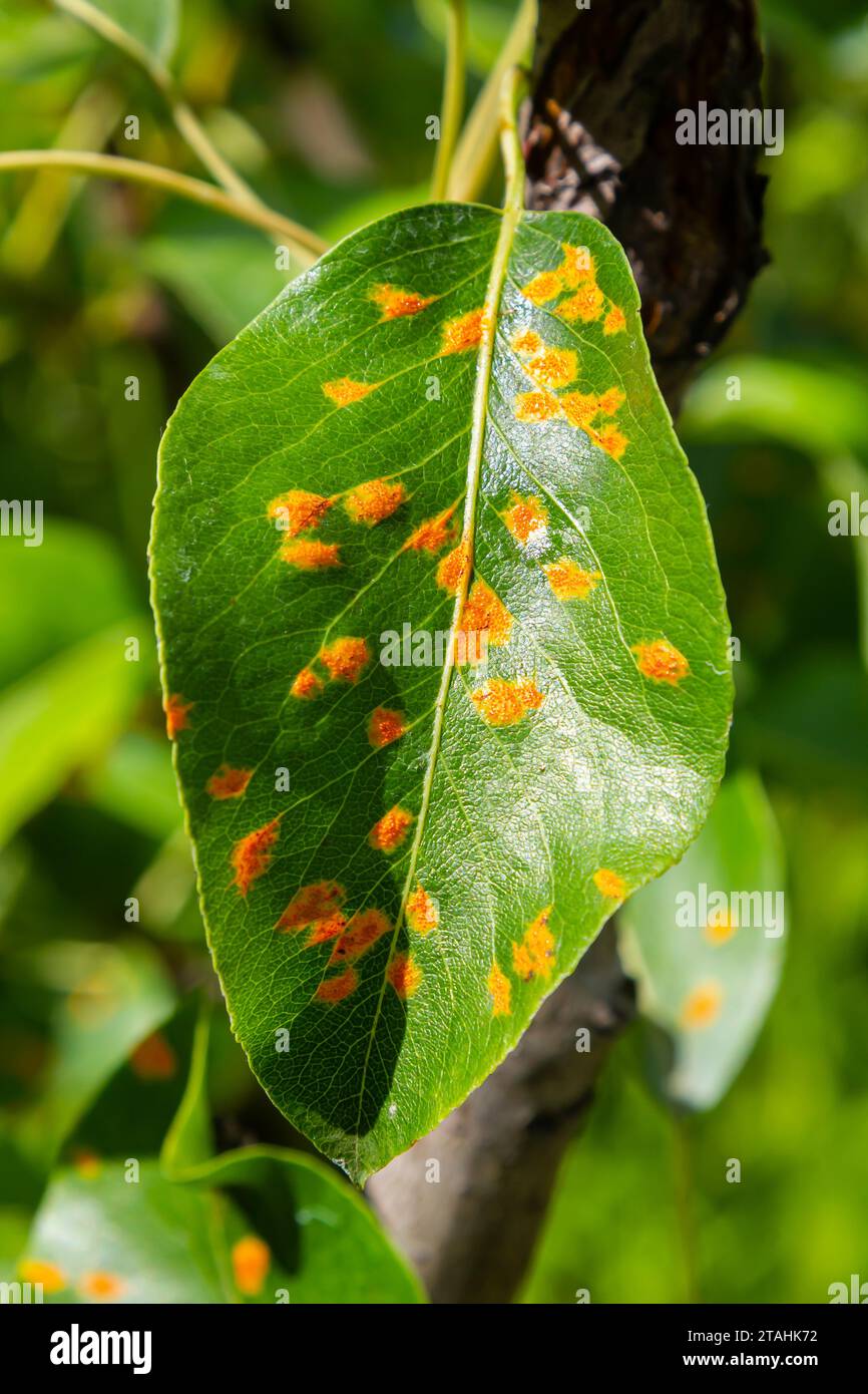 Pear leaves with pear rust infestation. Stock Photo