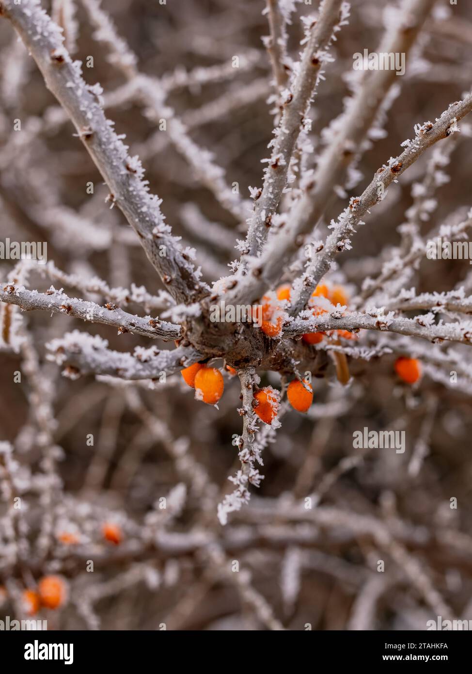 Snowy shrub with red berries hi-res stock photography and images - Alamy