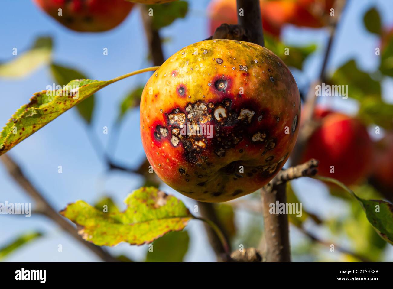 A Stack Of apple scab Diseases and Symptoms with Apple trees. Stock Photo
