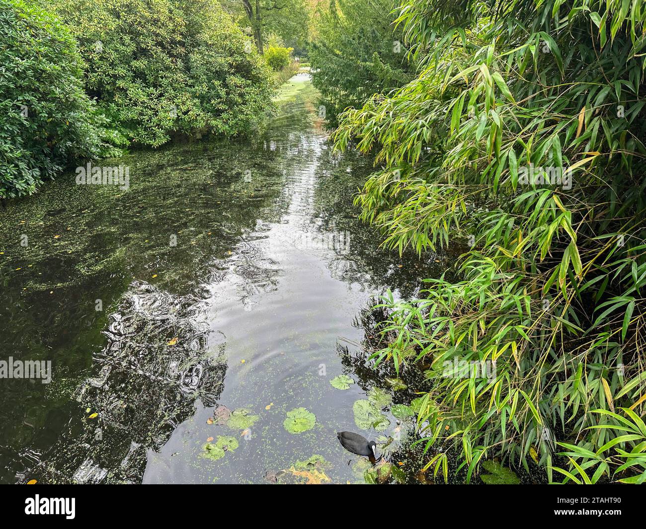 Beautiful water channel and bushes in park Stock Photo