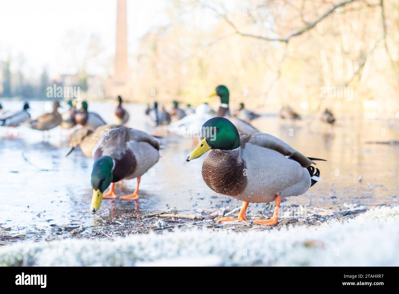 Kidderminster, UK. 1st December, 2023. UK weather: a severe harsh freeze hits the Midlands this morning, even the local wildlife have given up paddling to ice skating as a vast pool freezes over. Credit: Lee Hudson/Alamy Live News Stock Photo