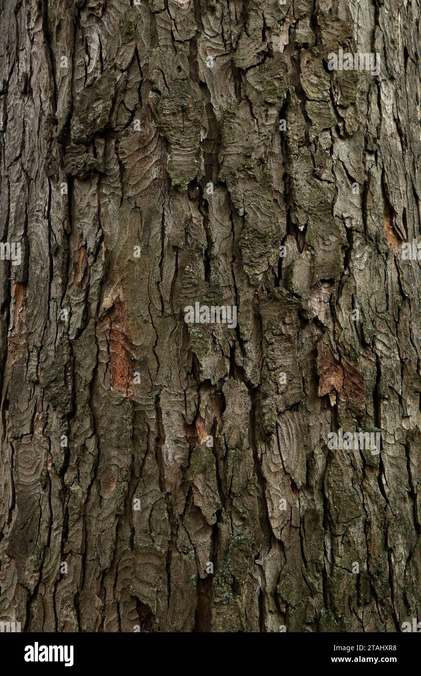 Acer pseudoplatanus Albo-variegatum bark. Close up tree Acer pseudoplatanus bark Stock Photo