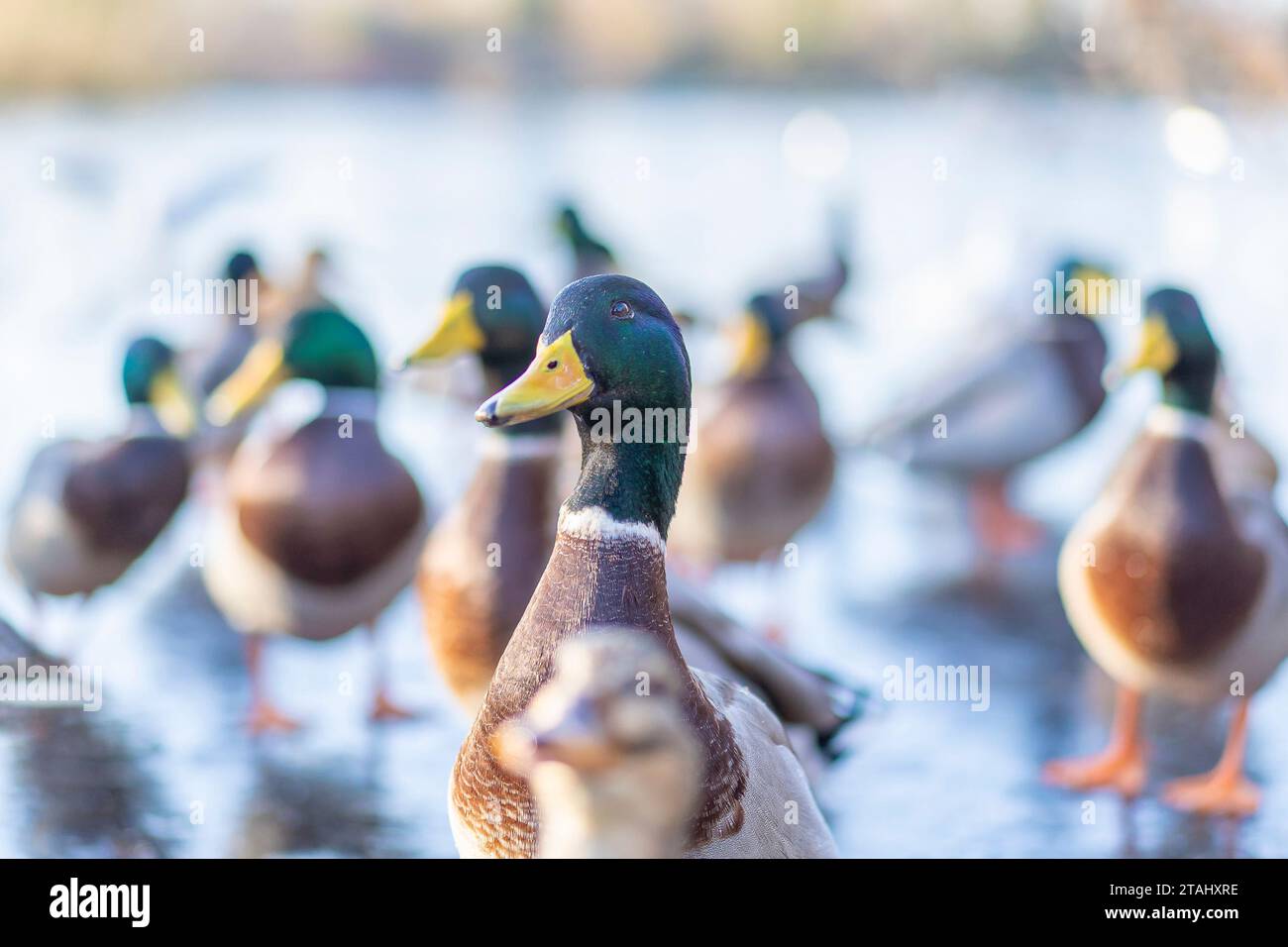 Kidderminster, UK. 1st December, 2023. UK weather: a severe harsh freeze hits the Midlands this morning, leaving the local wildlife waiting patiently for food thrown to them by a local resident as everything else around them is frozen. Credit: Lee Hudson/Alamy Live News Stock Photo