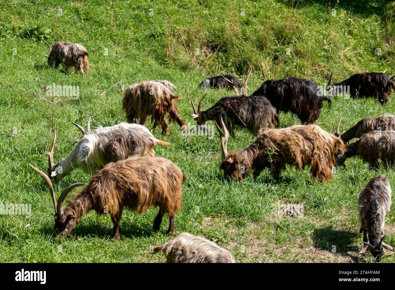 A group of goats grazing in a green grassy meadow Stock Photo - Alamy