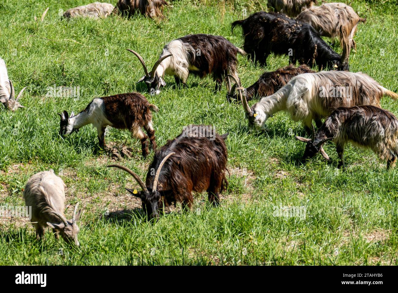 A group of goats grazing in a green grassy meadow Stock Photo - Alamy
