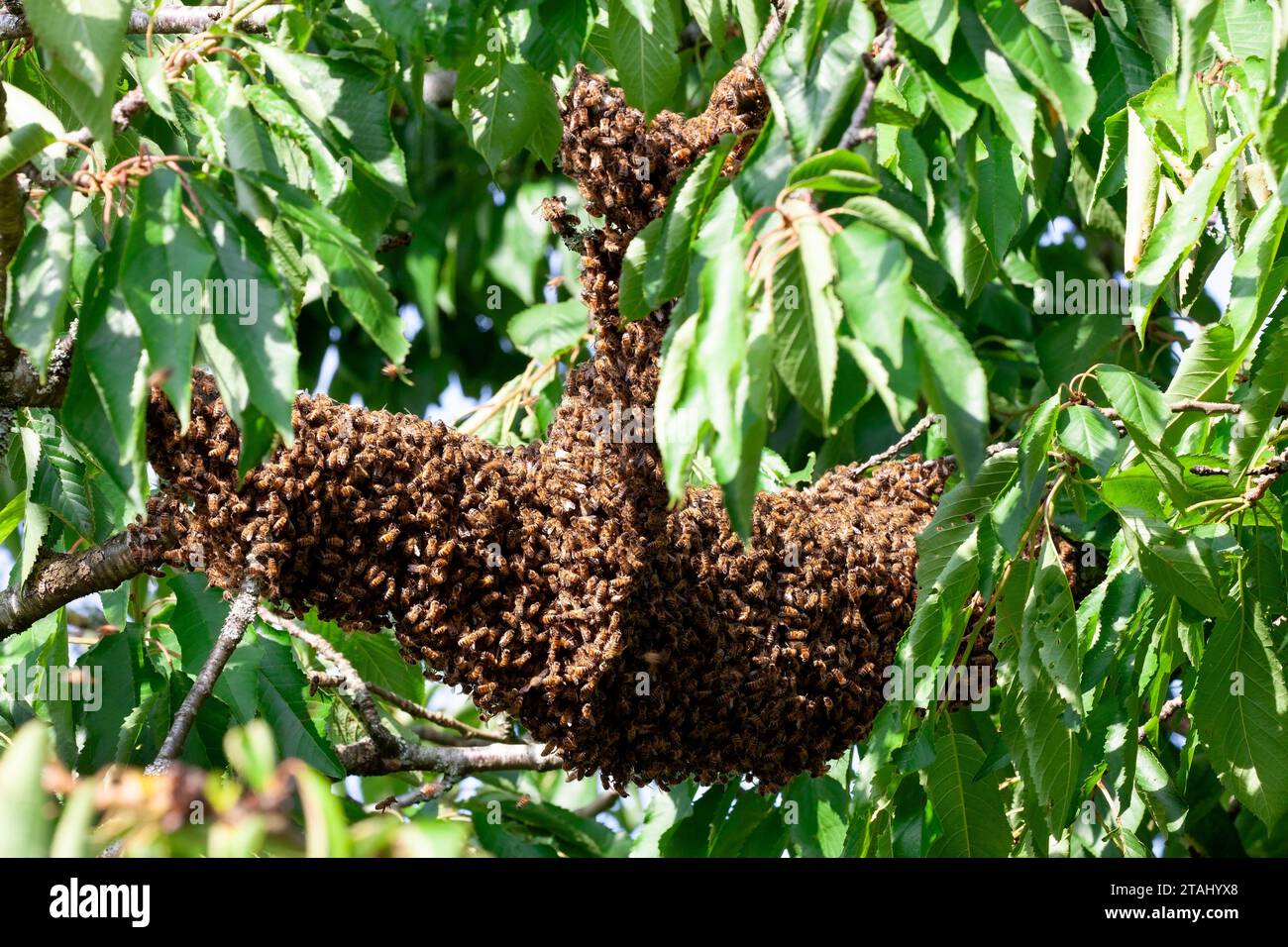 Swarm Of Bees In A Cherry Tree, Surrey, Uk Stock Photo - Alamy