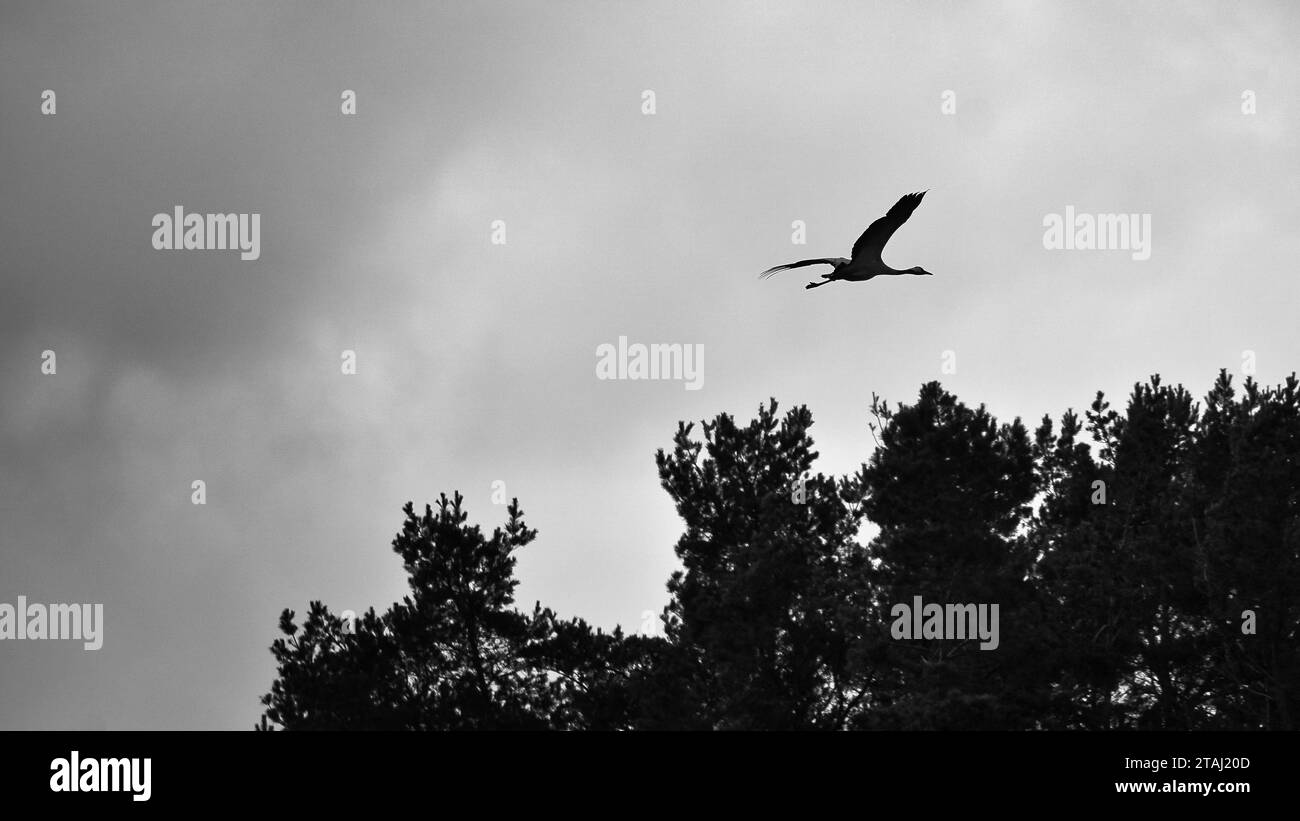 a cranes fly over trees in a forest. Migratory birds on the Darss