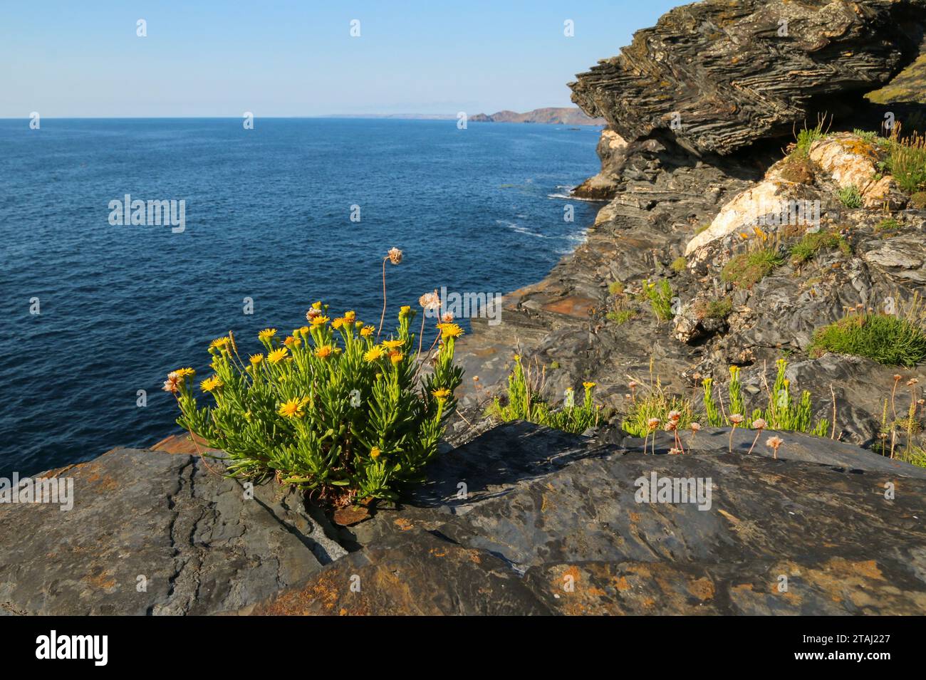 Wild flowers growing on the rocks above the sea near Boscastle, Cornwall, England Stock Photo