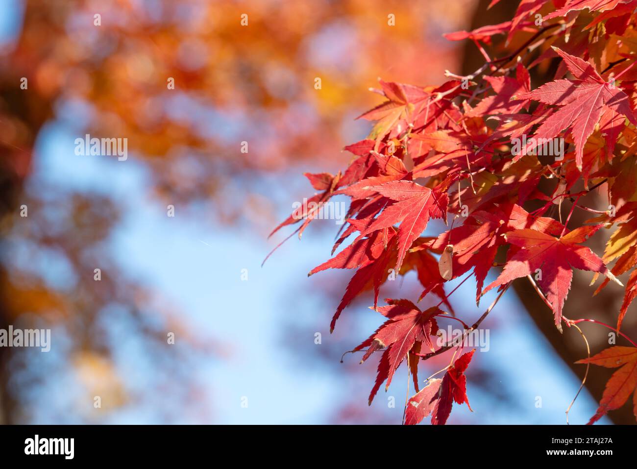 Beautiful maple leaves on the tree in autumn sunny day in Japan. Stock Photo