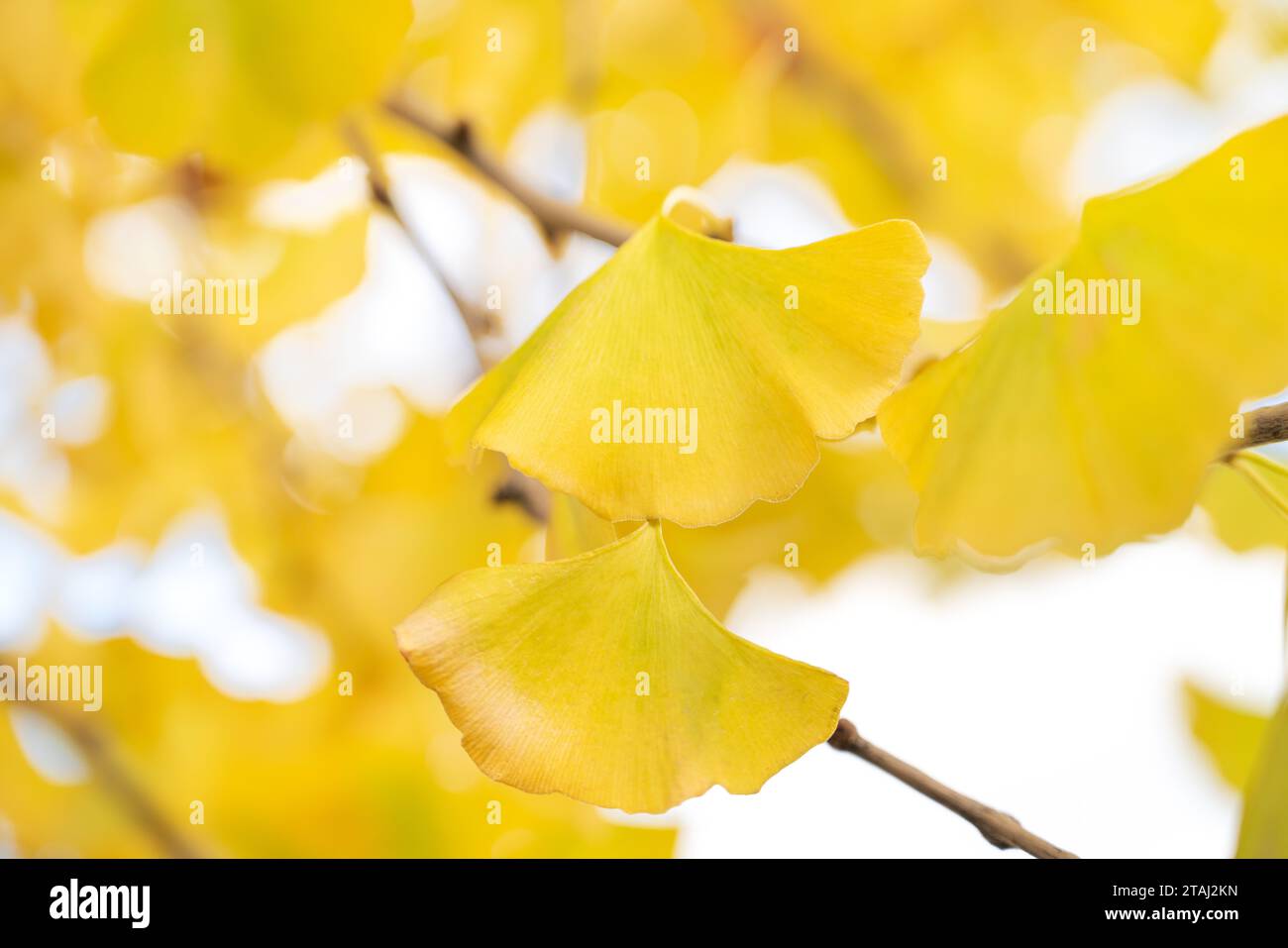 Beautiful yellow ginkgo, gingko biloba tree forest in autumn season in sunny day with sunlight and blue sky. Stock Photo