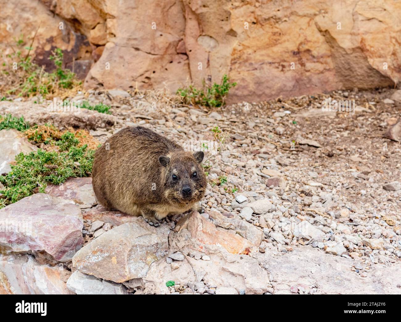 Rock hyrax, dassie, cape hyrax or rock rabbit (Procavia capensis). Saint Blaize hiking trail, Western Cape, South Africa. Selective focus Stock Photo