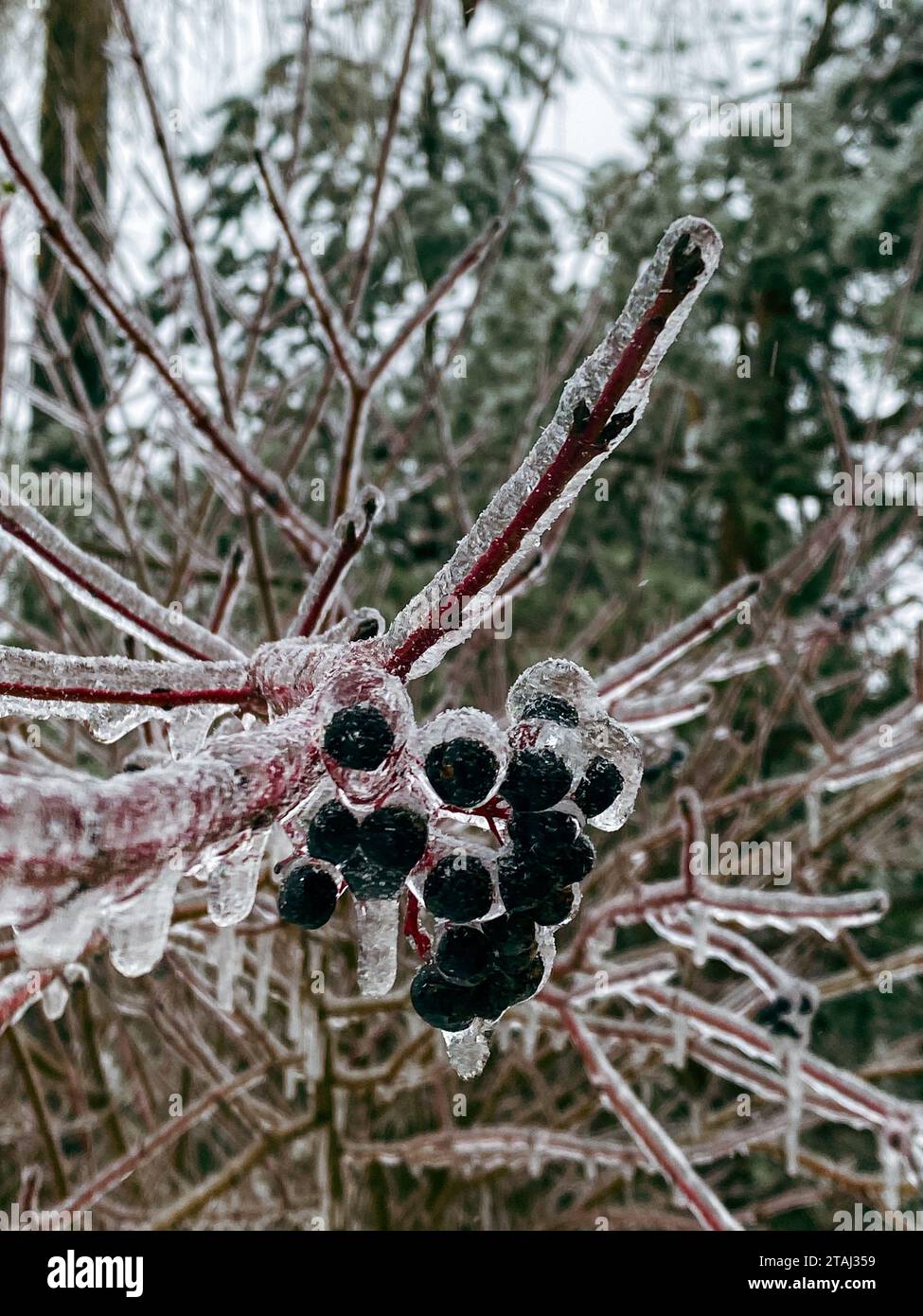 frozen branch covered with ice after snowstorm Stock Photo - Alamy