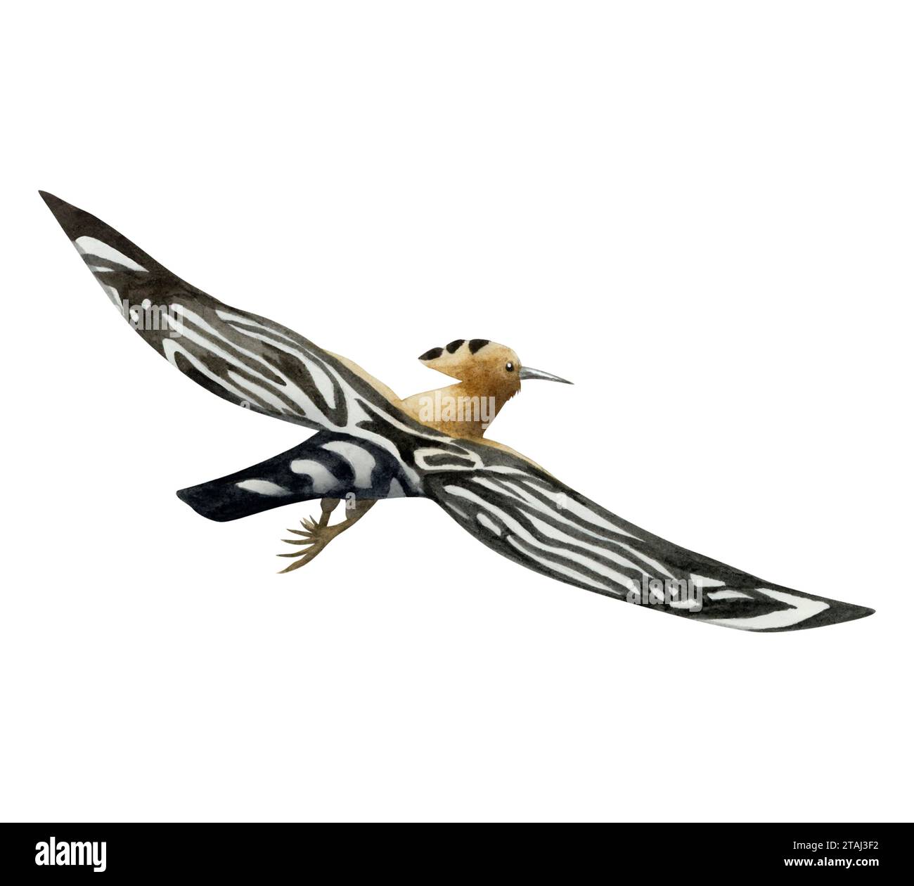 Flying hoopoe bird watercolor illustration isolated on white. Hand drawn Eurasian Upupa epops national symbol of Israel Stock Photo