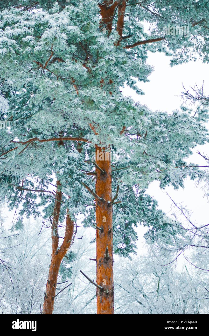 Frozen forest, beautiful winter, crystal snow on the trees, coldness and beauty Stock Photo