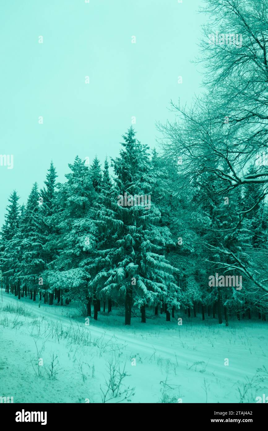 Frozen forest, beautiful winter, crystal snow on the trees, coldness and beauty Stock Photo