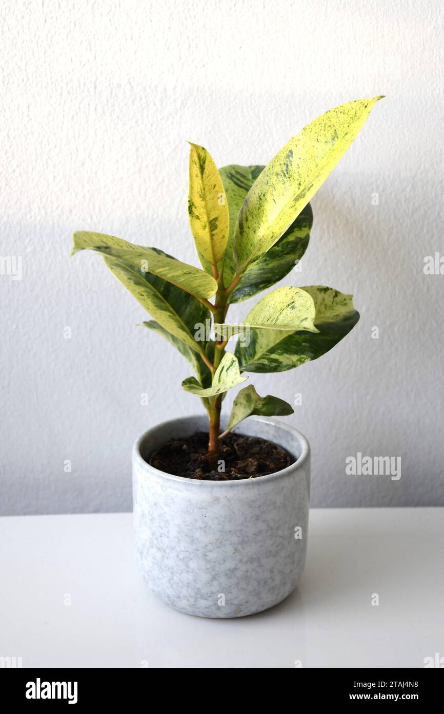 Ficus elastica moonshine (rubber tree) houseplant with variegated green and yellow leaves. Isolated on a white background. Portrait orientation. Stock Photo