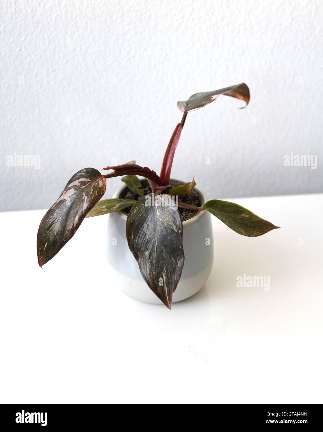 Philodendron erubescens 'pink princess' houseplant, with green and pink heart shaped leaves, in a ceramic pot. Isolated on a white background. Stock Photo