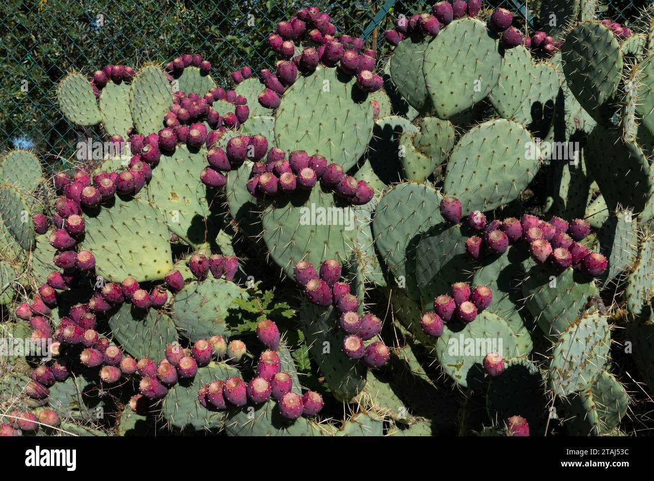 Purple prickly pear fruit hi-res stock photography and images - Alamy