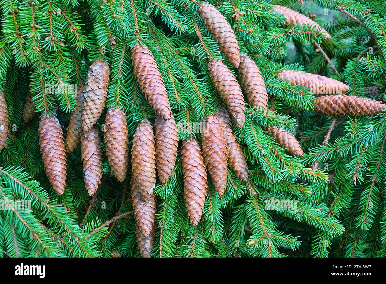 Forest science. Cones from top of European Spruce (Pinus sylvestris) at age of about 100 years after winter fruiting. Some of cones are damaged and re Stock Photo