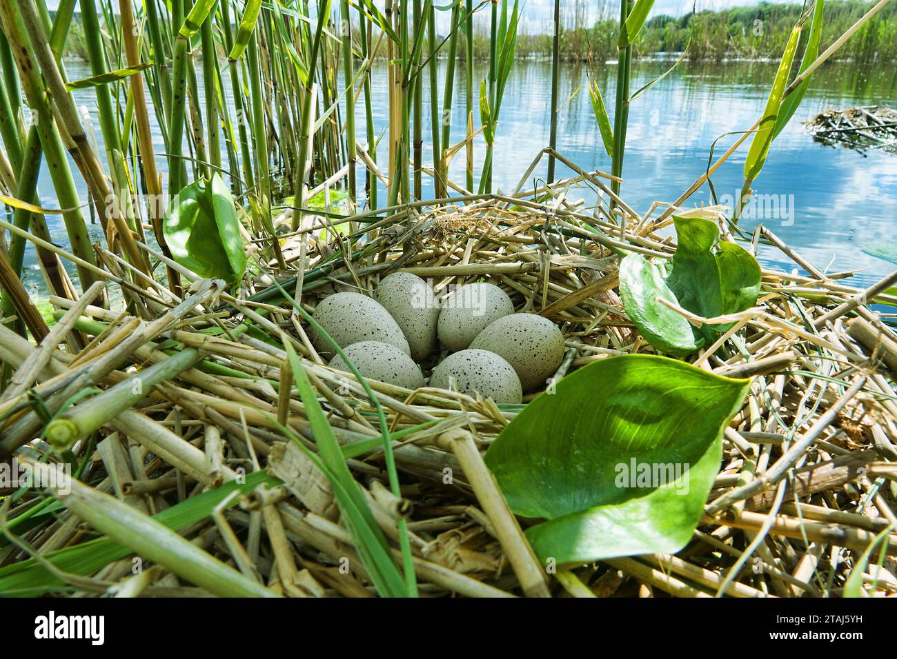 Bird's Nest Guide. Nidology. European coot (Fulica atra) nest on a eutrophied lake with an abundance of reed and frogbit (Hydrocharis morsus-ranae) Stock Photo