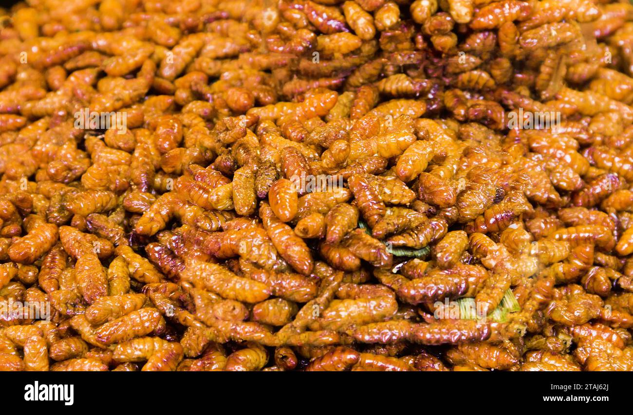 Exotic Asian food. Thai ancient cuisine. Fried insect larvae (mostly pruner, wood engraver) Stock Photo