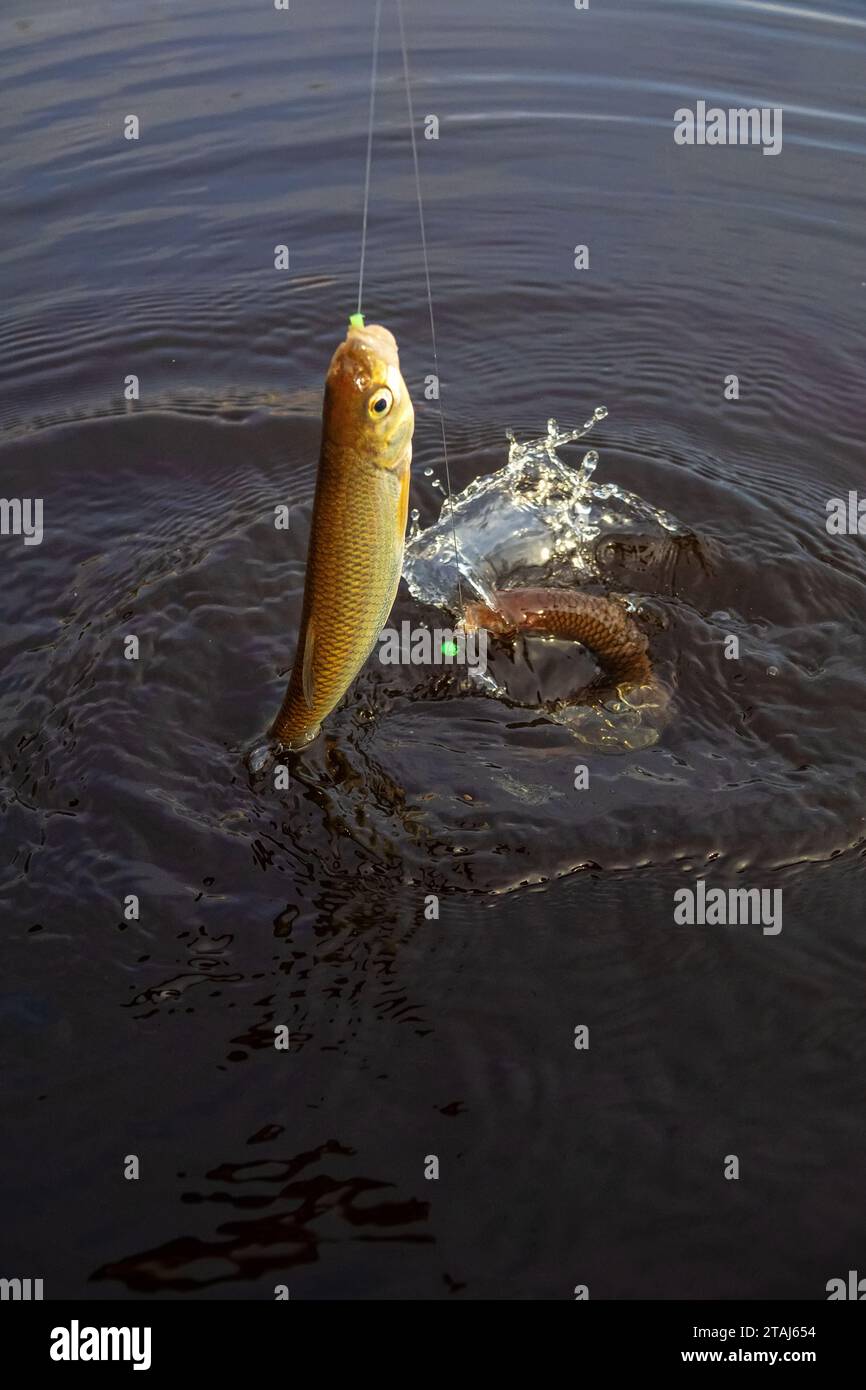 Leger rig hi-res stock photography and images - Alamy