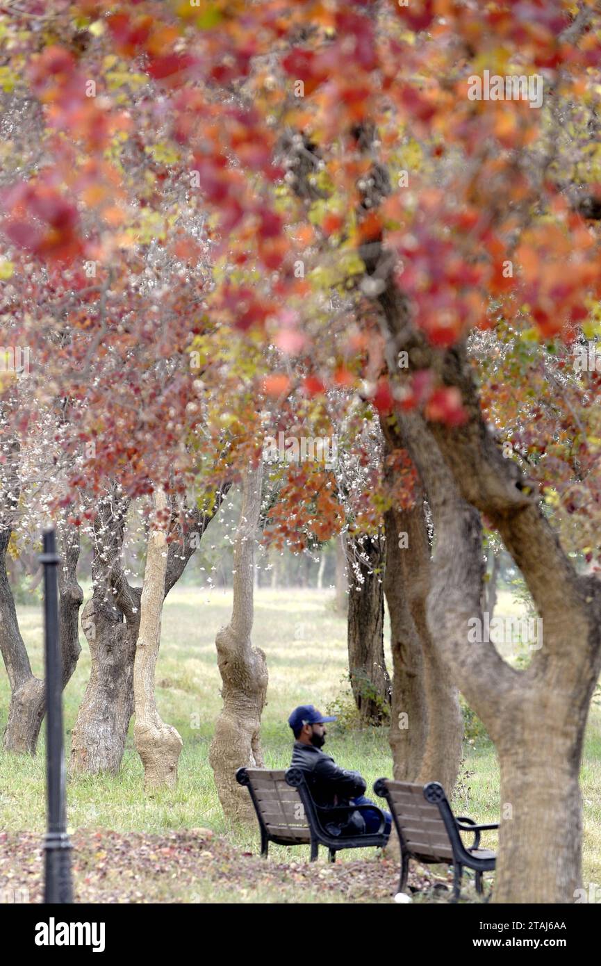 Islamabad, Pakistan. 1st Dec, 2023. A man sits in the Fatima Jinnah Park in Islamabad, capital of Pakistan, Dec. 1, 2023. Credit: Ahmad Kamal/Xinhua/Alamy Live News Stock Photo