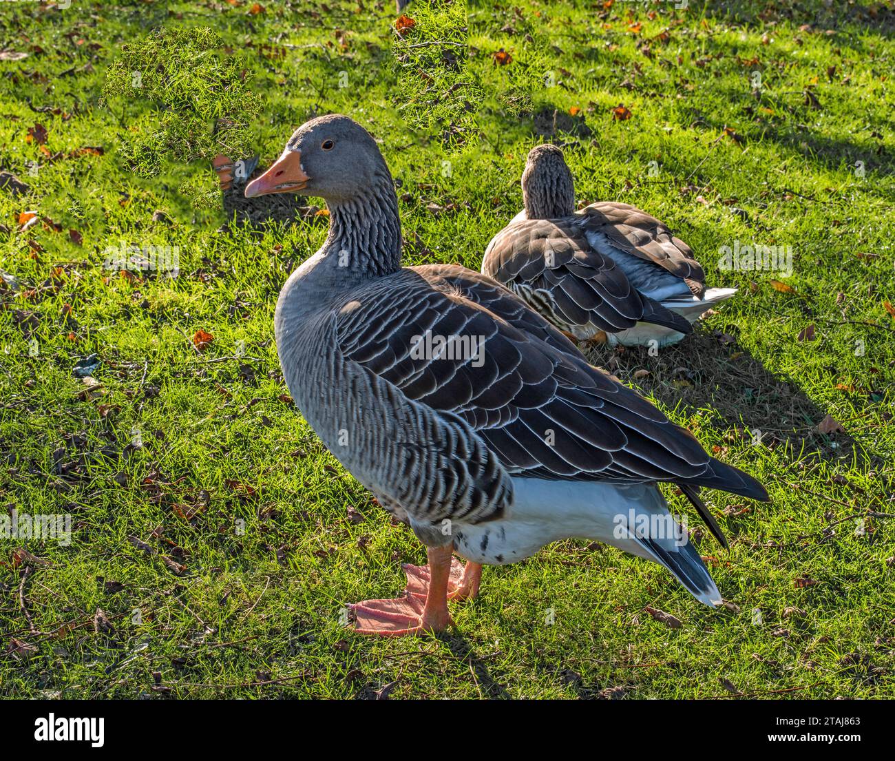 Greylag Goose 'Anser anser'. Stock Photo
