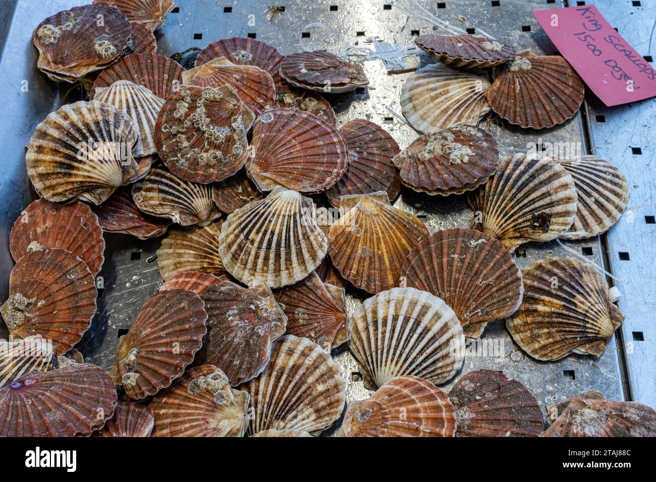 King scallops for sale at a market in Belfast, Northern Ireland Stock Photo