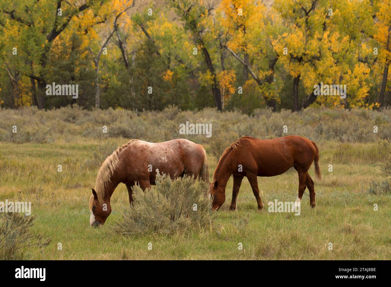 Wild horse, Theodore Roosevelt National Park-South Unit, North Dakota Stock Photo