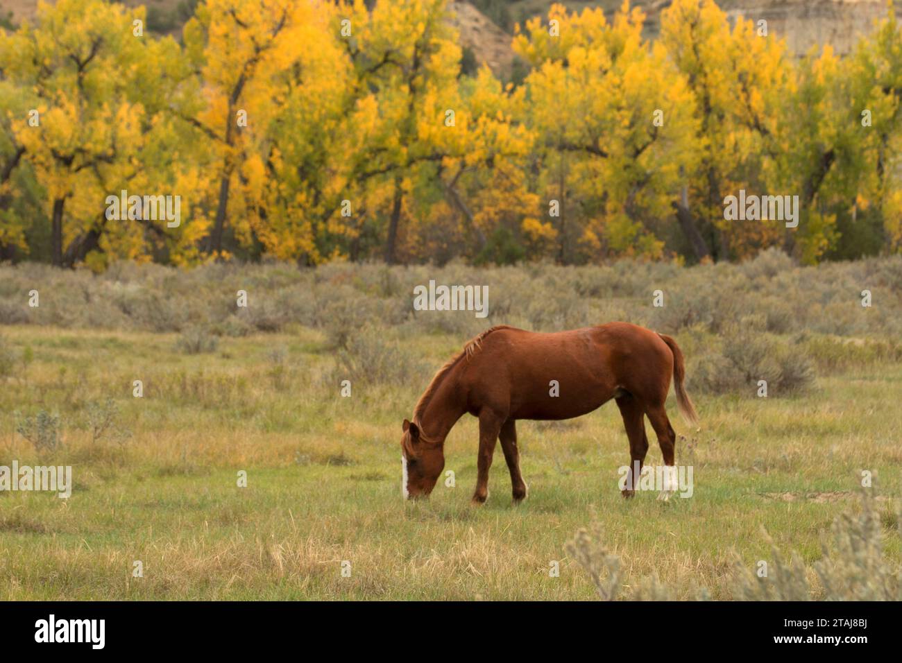 Wild horse, Theodore Roosevelt National Park-South Unit, North Dakota Stock Photo