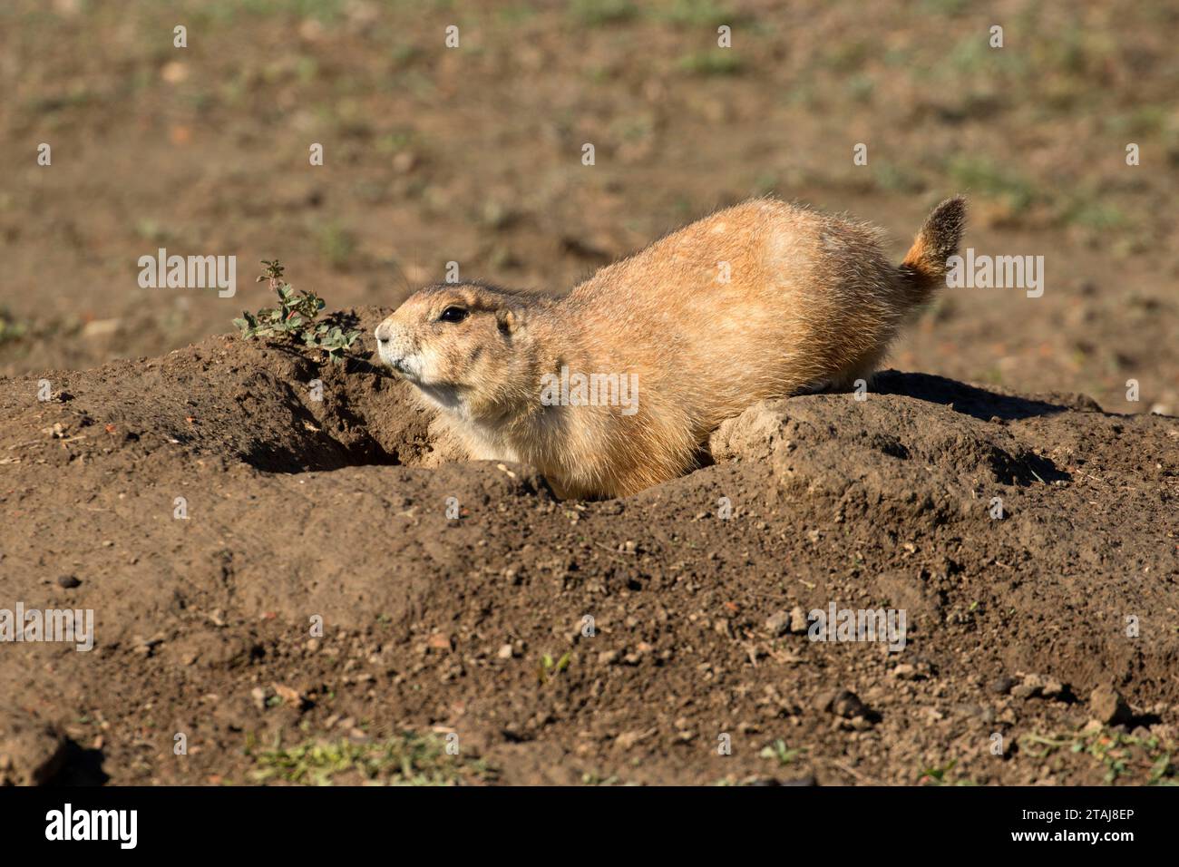 Prairie dog, Theodore Roosevelt National Park-South Unit, North Dakota Stock Photo