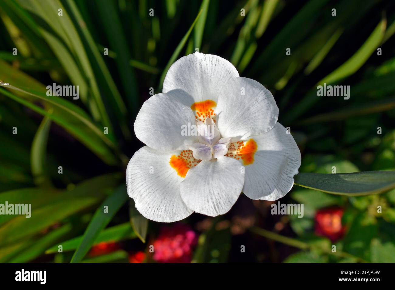 African iris, Fortnight lily or Morea iris flower (Dietes iridioides) on garden in Teresopolis, Rio de Janeiro, Brazil Stock Photo