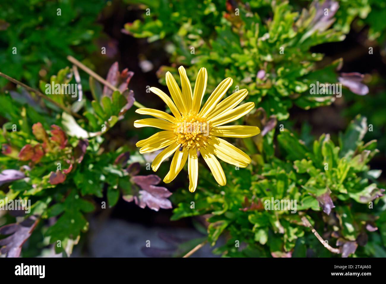 African bush daisy (Euryops chrysanthemoides) on garden in Teresopolis, Rio de Janeiro, Brazil Stock Photo