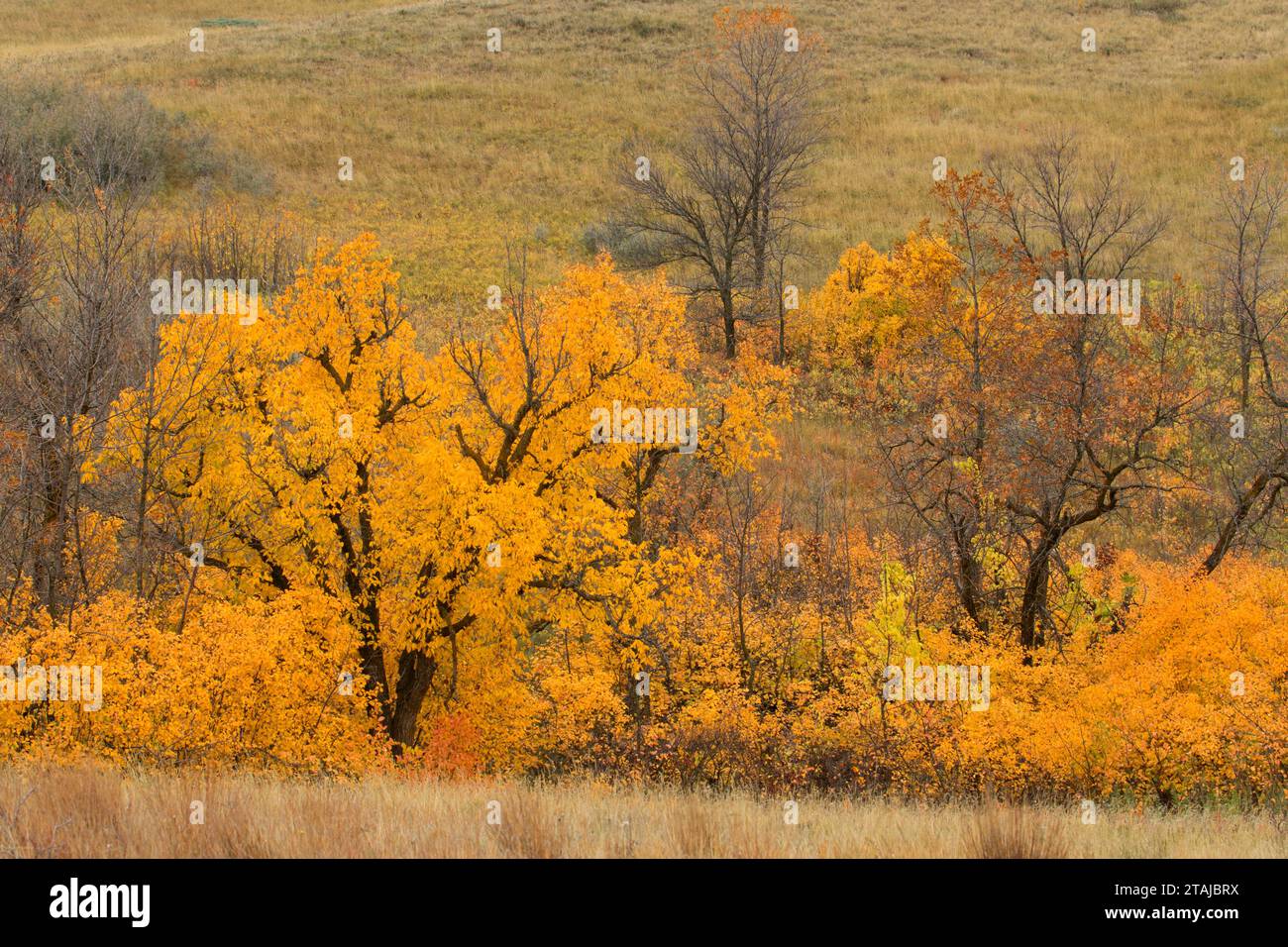 Autumn box elder, Theodore Roosevelt National Park-North Unit, North Dakota Stock Photo