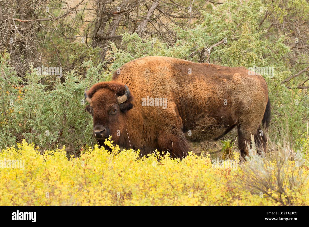 Bison, Theodore Roosevelt National Park-North Unit, North Dakota Stock Photo
