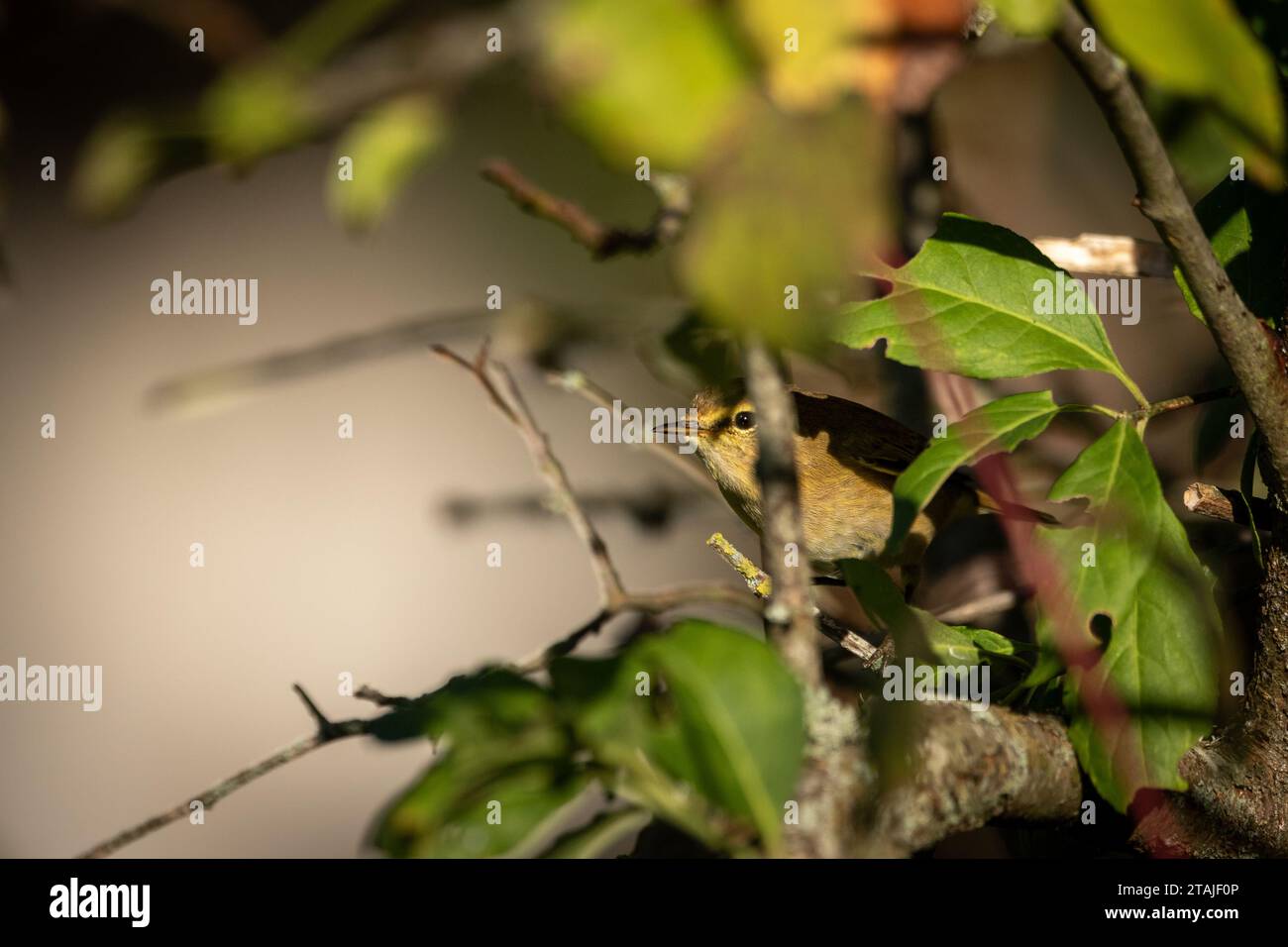 Common Chiffchaff (Phylloscopus collybita) peering out of a tree. Stock Photo