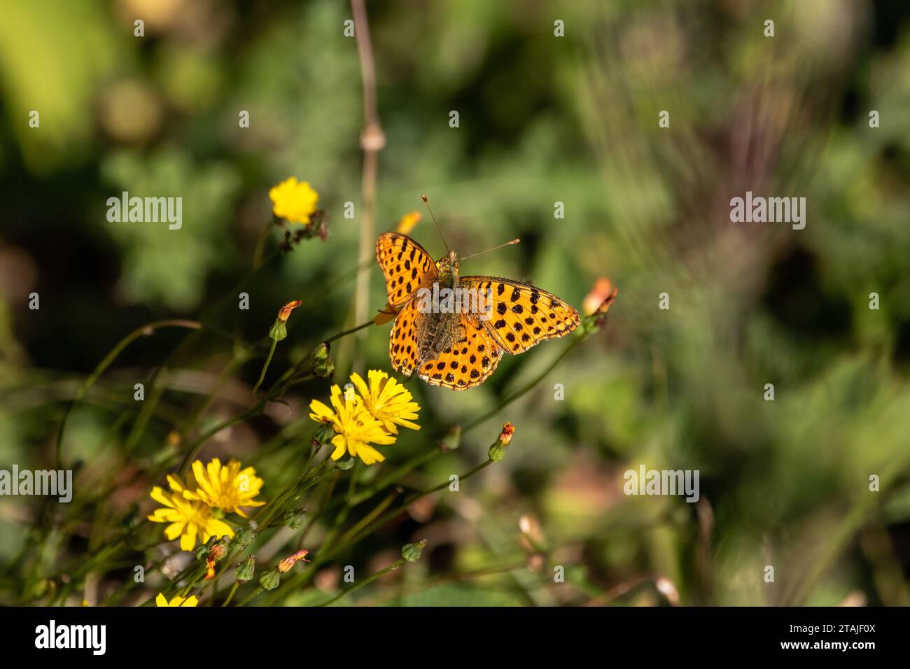 A Queen of Spain fritillary, (Issoria lathonia) rested on yellow flowers. Stock Photo