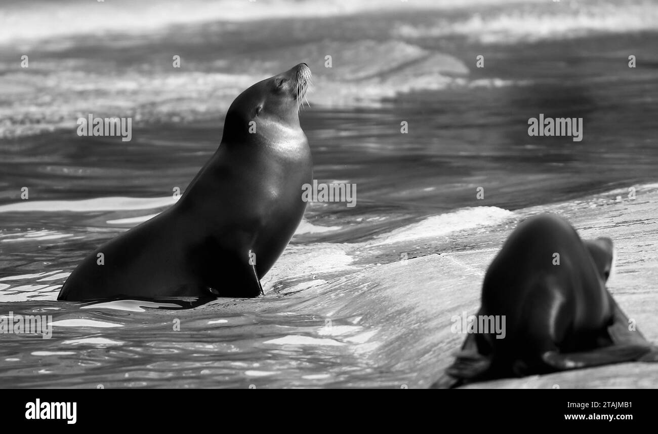 Californian Sea Lion Stock Photo - Alamy