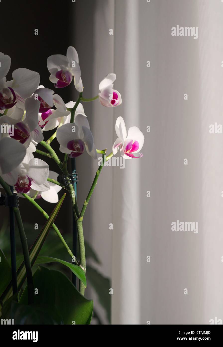 white with pink midpoint orchid flowers near a window curtain Stock Photo