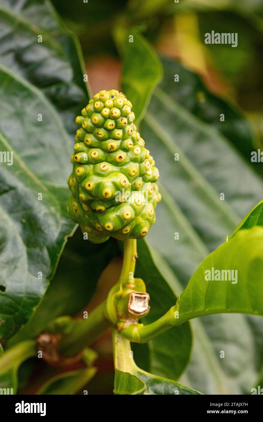Morinda citrifolia var potteri hi-res stock photography and images - Alamy