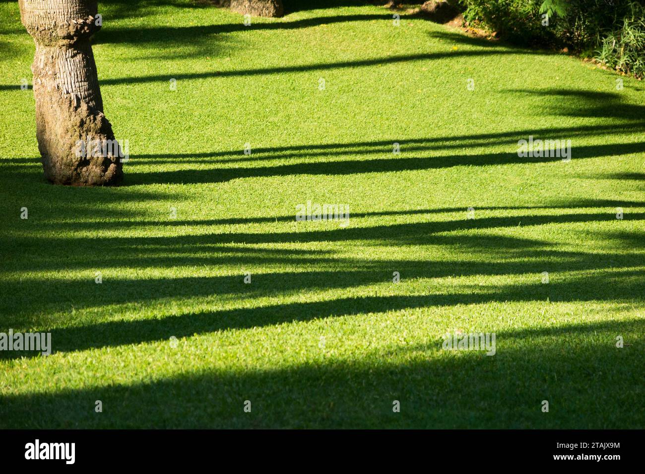 Perfect, well cared for and well watered green grass lawn, without