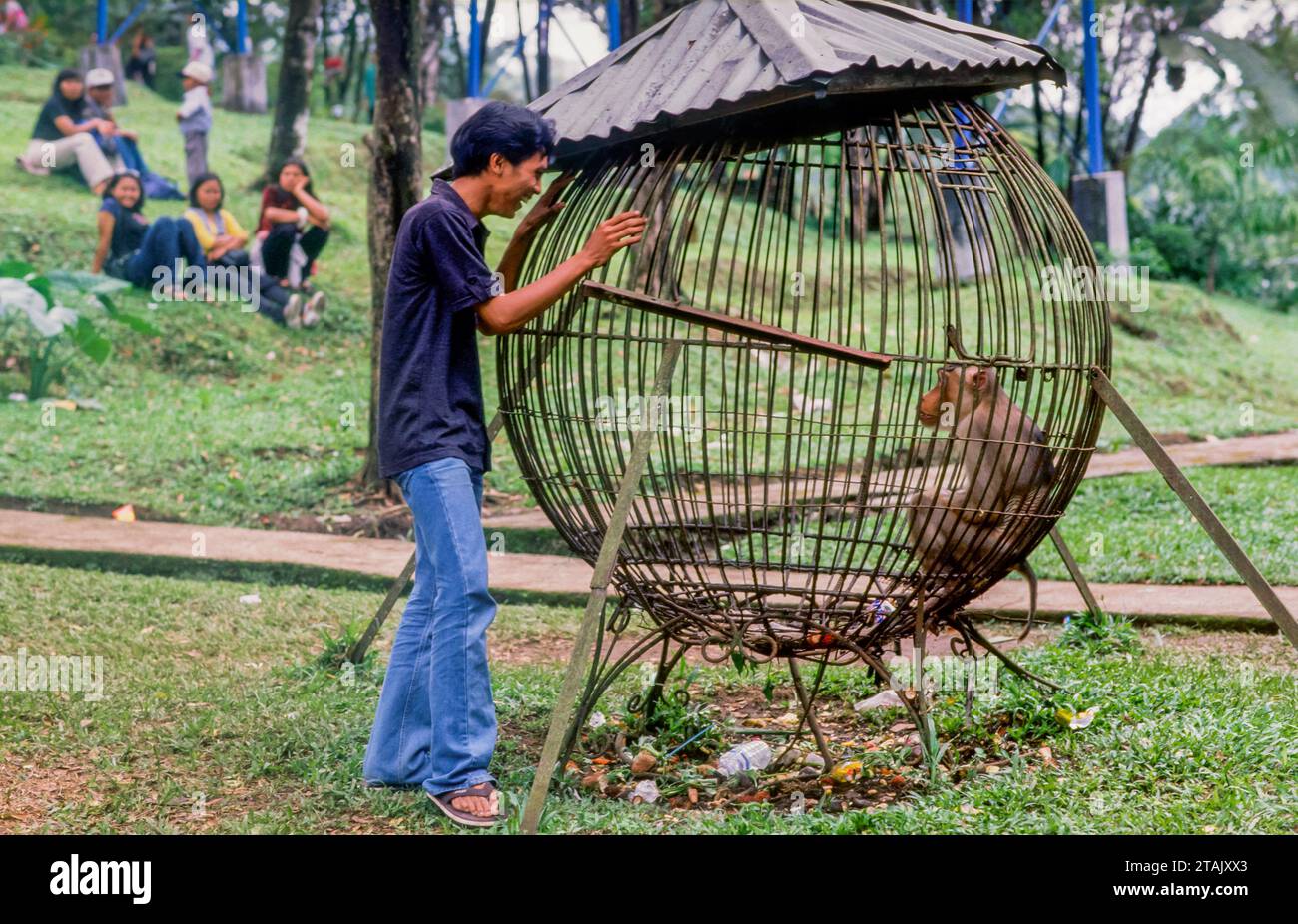 Indonesia, Baturaden. Monkey in the zoo. Stock Photo