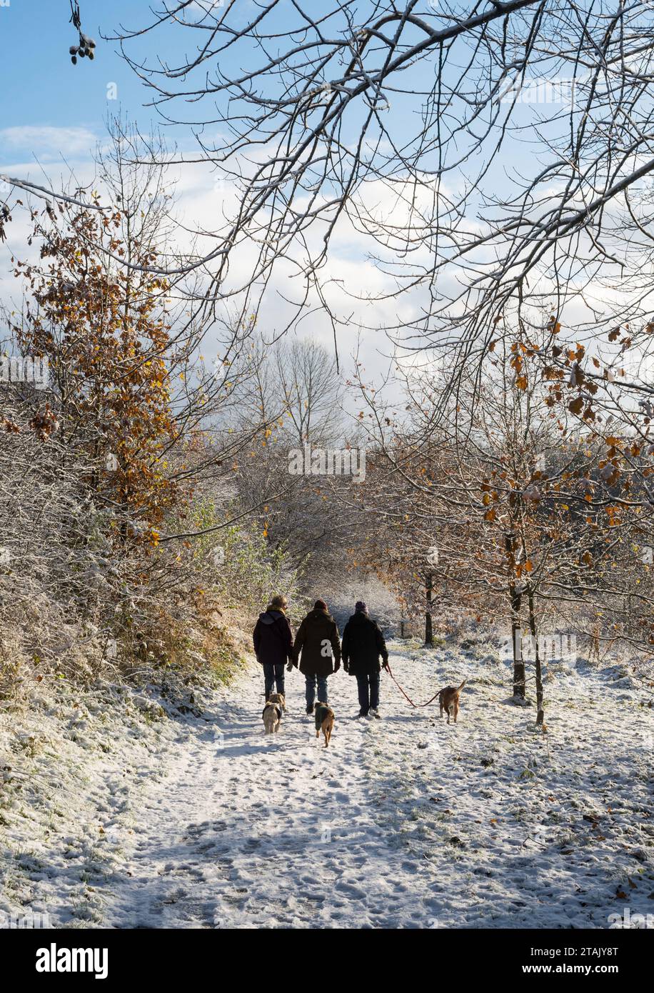 Women walking dogs in the snow, through the James Steel park in Washington, north east England, UK Stock Photo