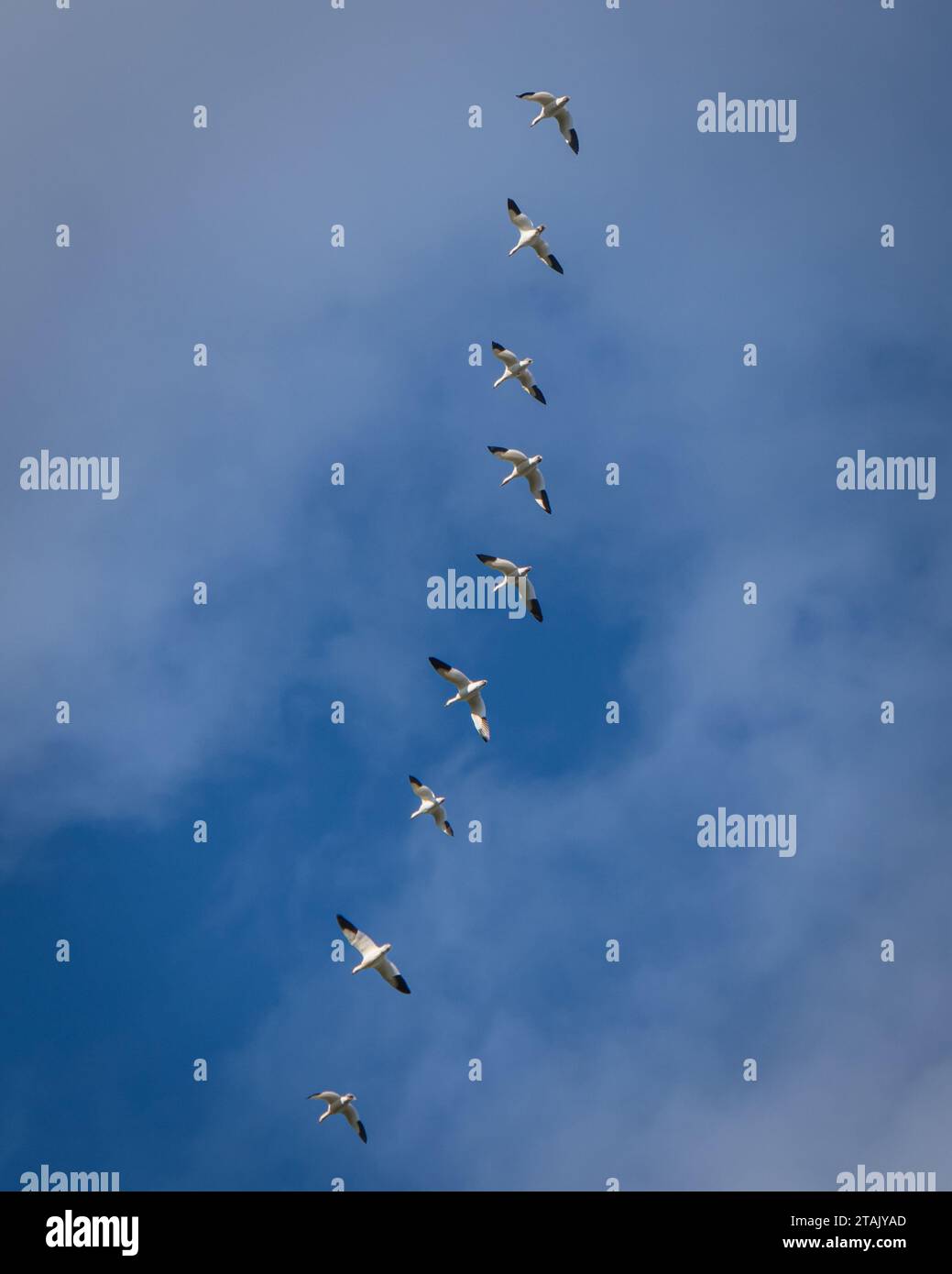 migrating snow geese in flight  in November Stock Photo