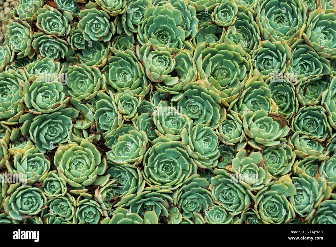 Succulent Echeveria plant with water drops Stock Photo Alamy