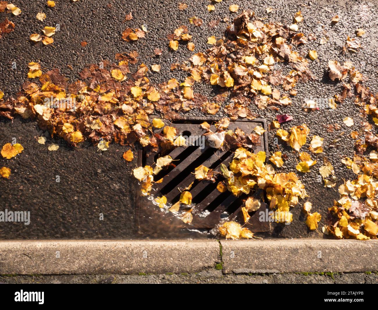 Water and autumn leaves in partially blocked storm drain Stock Photo Alamy