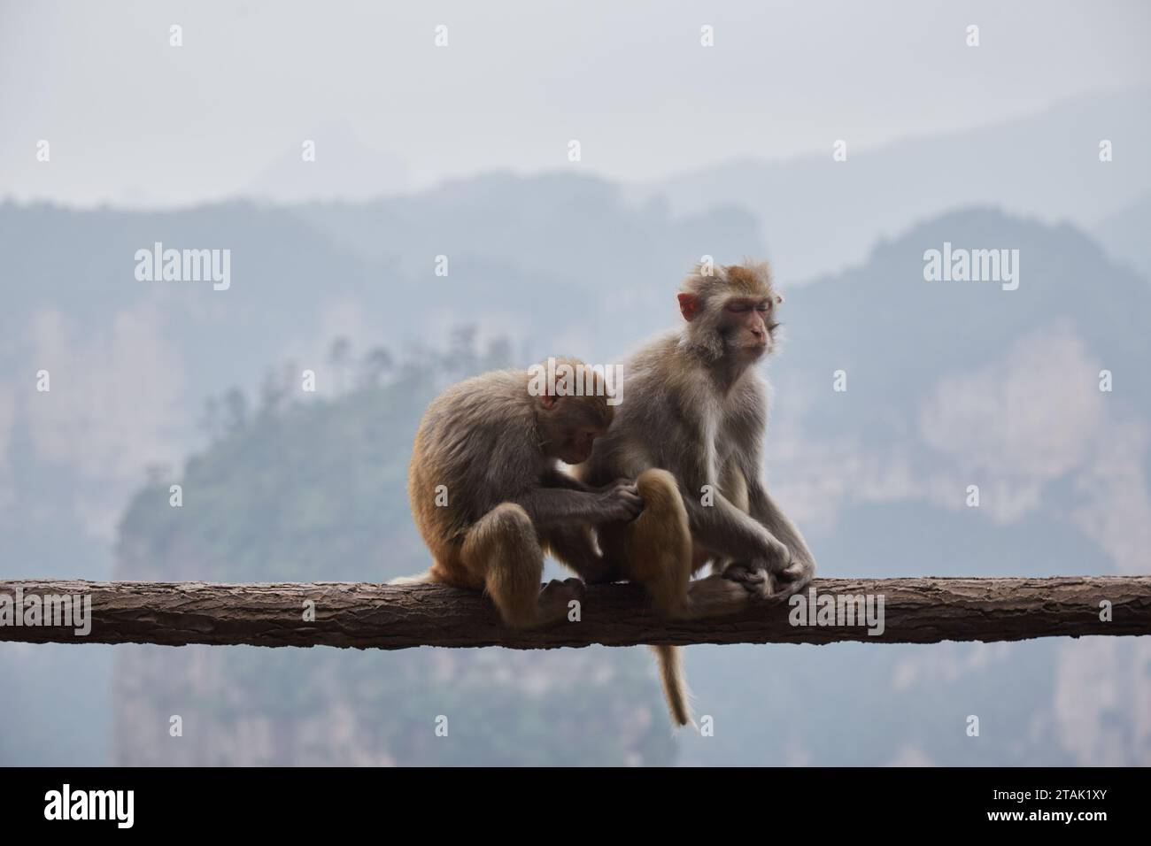 The Huangshi Village area of Zhangjiajie National Forest Park, Hunan ...