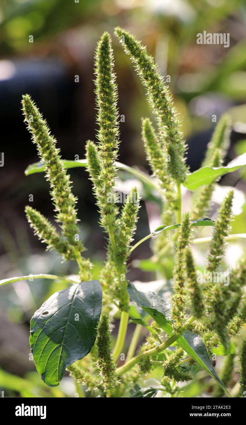In nature among agricultural crops, weeds growing Amaranthus retroflexus Stock Photo
